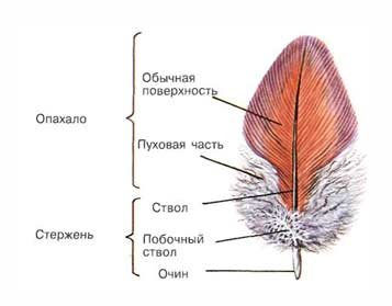 Перо птицы рисунок строение