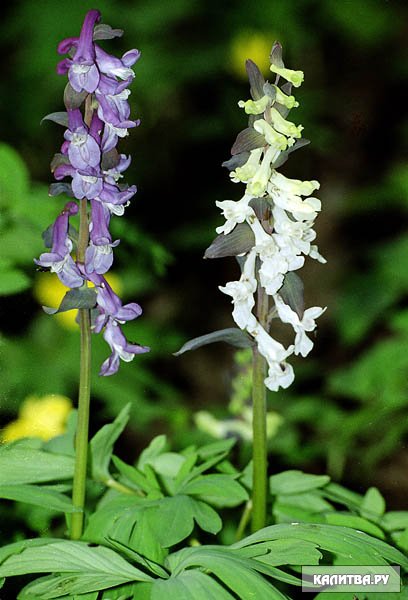 Corydalis хохлатка Cava