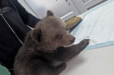 Два бурых медвежонка получили «документы» в Ростовской области